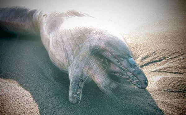 Foto - Dünyanın en sıra dışı canlıları