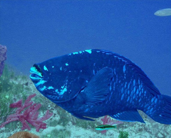 Foto - Dünyanın en sıra dışı canlıları