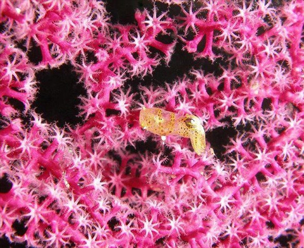 Foto - Dünyanın en sıra dışı canlıları