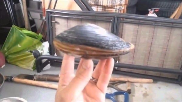 Foto - Dünyanın en sıra dışı canlıları