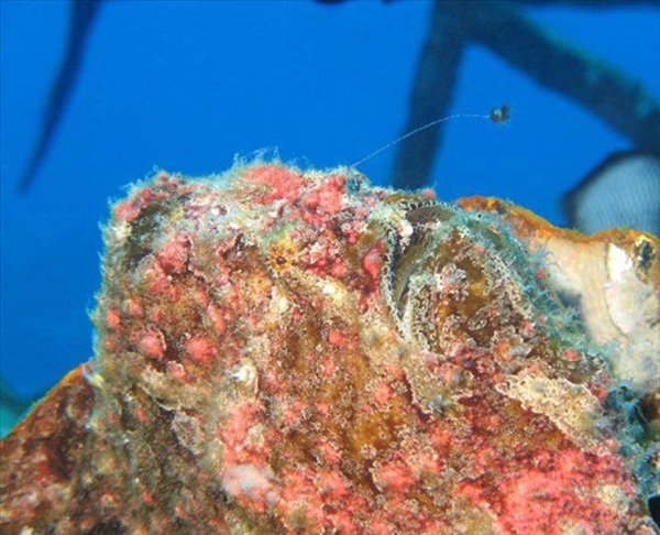 Foto - Dünyanın en sıra dışı canlıları