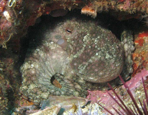 Foto - Dünyanın en sıra dışı canlıları