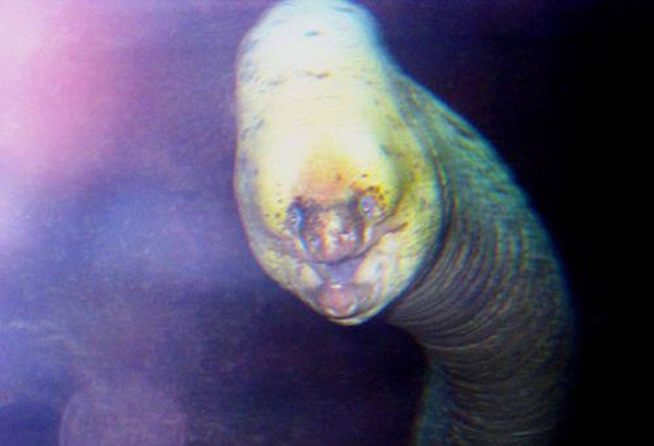 Foto - Dünyanın en sıra dışı canlıları