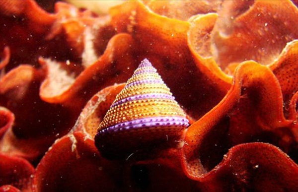 Foto - Dünyanın en sıra dışı canlıları