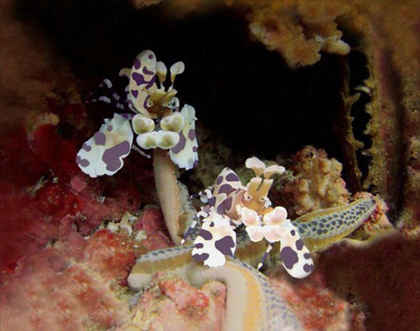 Foto - Dünyanın en sıra dışı canlıları