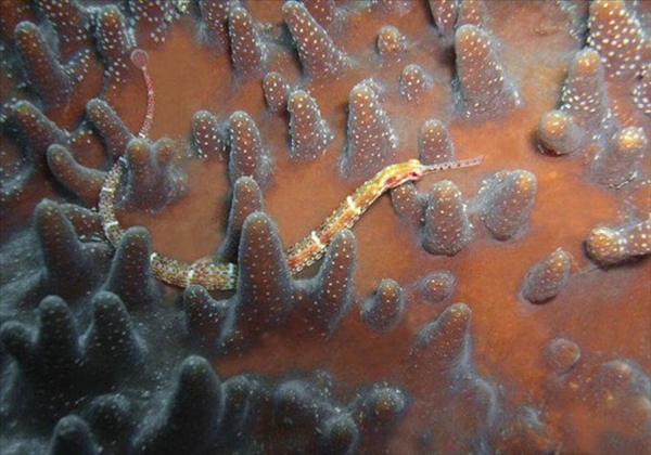 Foto - Dünyanın en sıra dışı canlıları