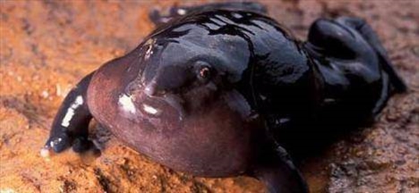 Foto - Dünyanın en sıra dışı canlıları