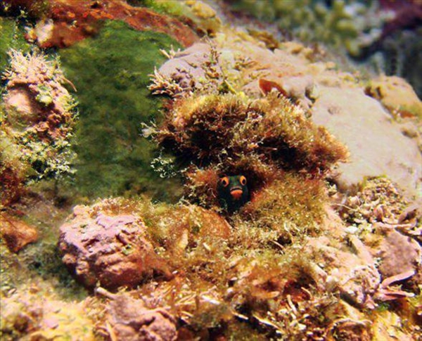 Foto - Dünyanın en sıra dışı canlıları