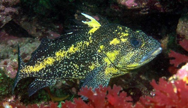 Foto - Dünyanın en sıra dışı canlıları