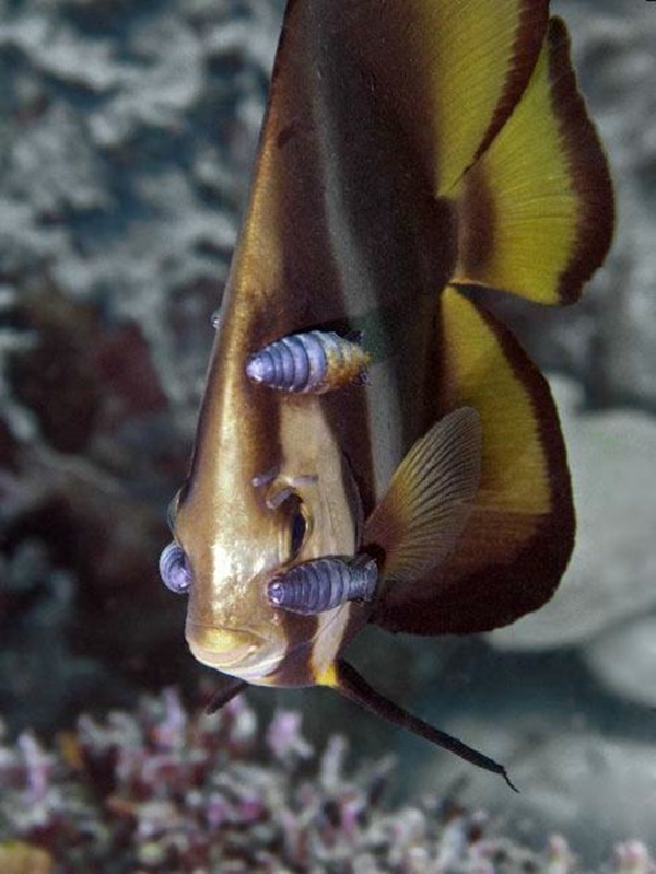 Foto - Dünyanın en sıra dışı canlıları