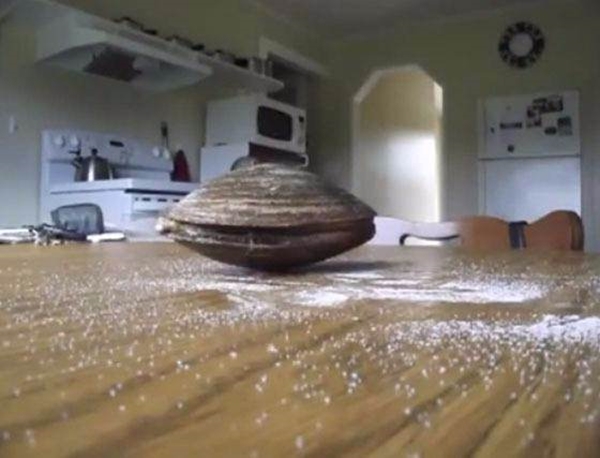 Foto - Dünyanın en sıra dışı canlıları