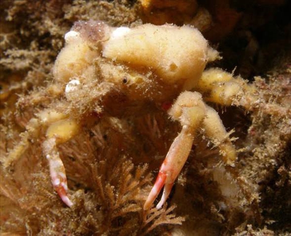 Foto - Dünyanın en sıra dışı canlıları