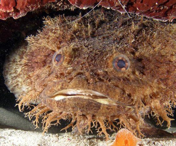 Foto - Dünyanın en sıra dışı canlıları