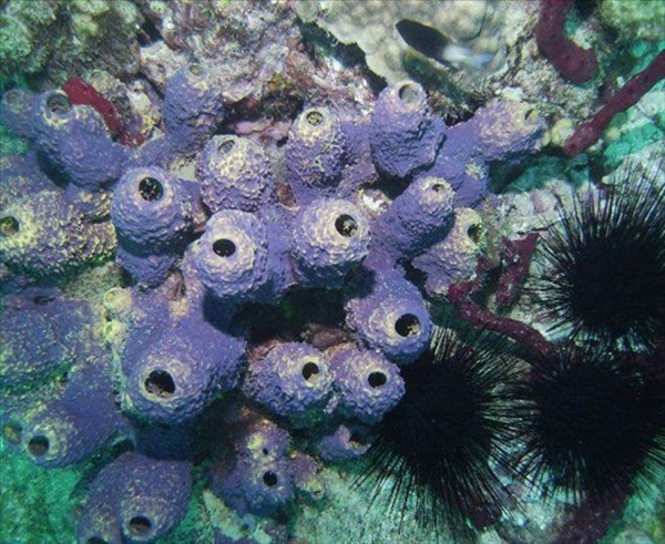 Foto - Dünyanın en sıra dışı canlıları