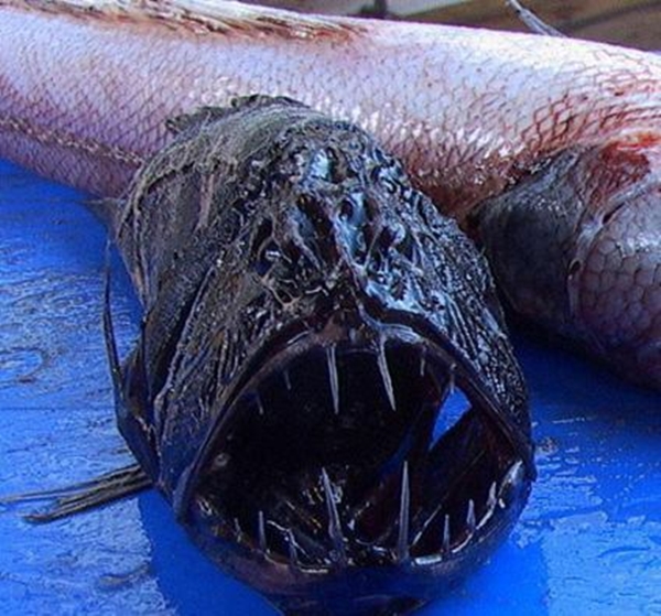 Foto - Dünyanın en sıra dışı canlıları