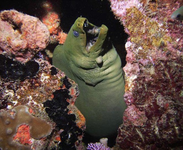 Foto - Dünyanın en sıra dışı canlıları