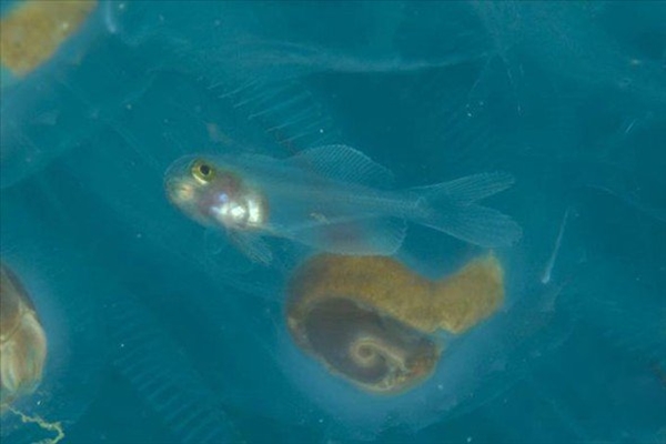 Foto - Dünyanın en sıra dışı canlıları