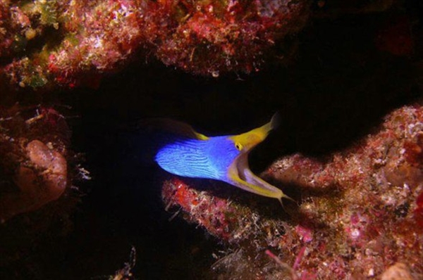 Foto - Dünyanın en sıra dışı canlıları