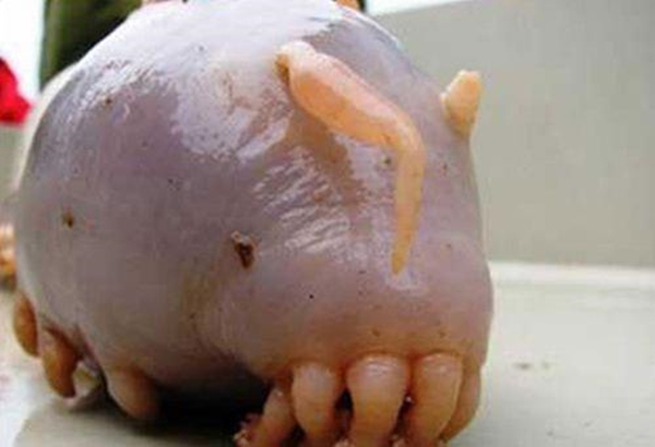 Foto - Dünyanın en sıra dışı canlıları