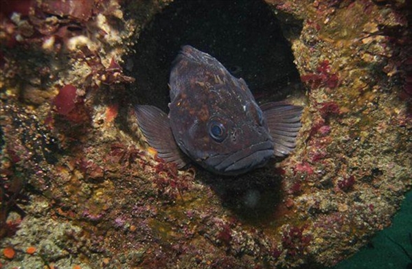 Foto - Dünyanın en sıra dışı canlıları