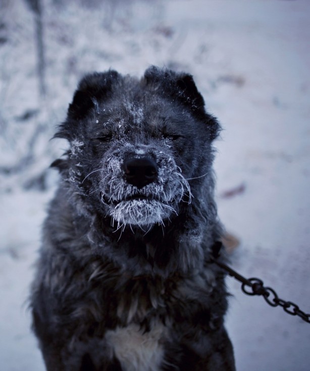 Foto - Dünyanın en soğuk kenti Yakutsk'da hayat