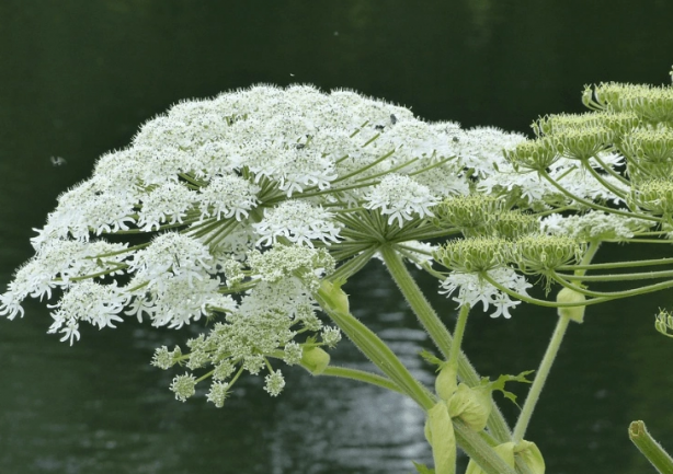 Foto - Dünyanın en tehlikelerinden biri! Yanından bile geçtiğine pişman oldu
