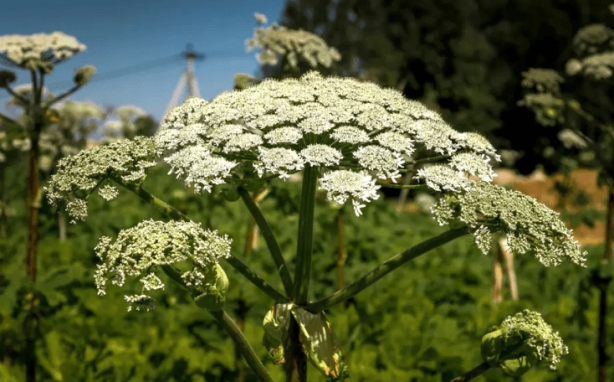 Foto - Dünyanın en tehlikelerinden biri! Yanından bile geçtiğine pişman oldu