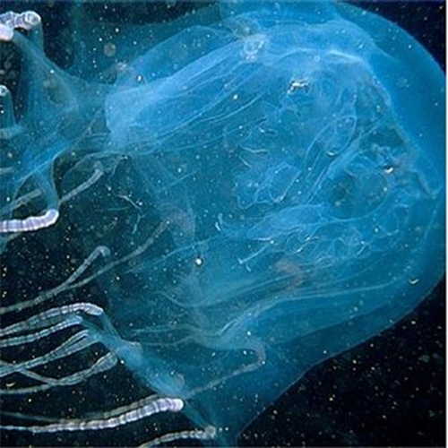 Foto - Dünyanın en tehlikeli 12 hayvanı