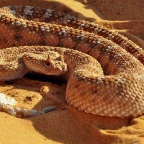 Foto - Dünyanın en tehlikeli 12 hayvanı