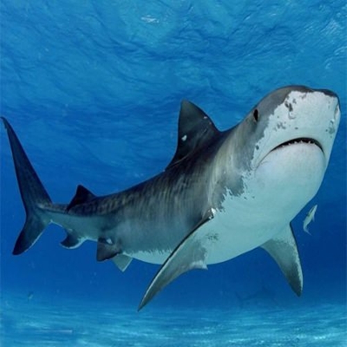 Foto - Dünyanın en tehlikeli 12 hayvanı