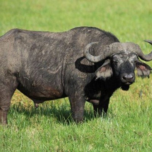 Foto - Dünyanın en tehlikeli 12 hayvanı