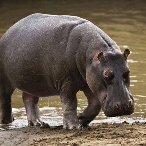 Foto - Dünyanın en tehlikeli 12 hayvanı