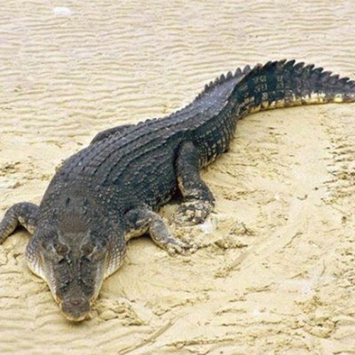 Foto - Dünyanın en tehlikeli 12 hayvanı