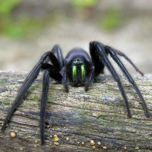 Foto - Dünyanın en tehlikeli 12 hayvanı