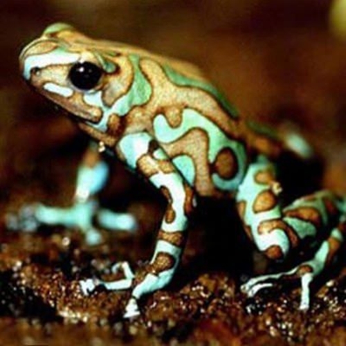 Foto - Dünyanın en tehlikeli 12 hayvanı