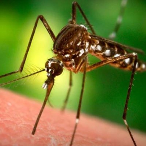 Foto - Dünyanın en tehlikeli 12 hayvanı