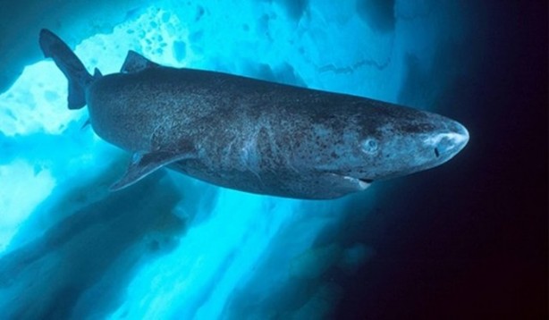 Foto - Dünyanın en tehlikeli 21 yiyeceği