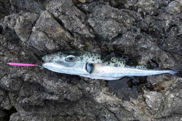 Foto - Dünyanın en tehlikeli 21 yiyeceği