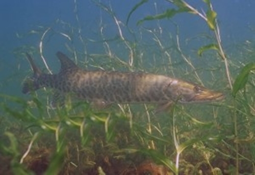 Foto - Dünyanın en tehlikeli balıkları