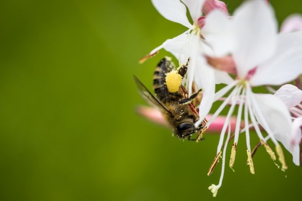 Foto - Dünyanın en tehlikeli canlıları
