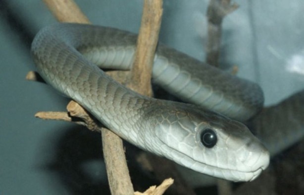 Foto - Dünyanın en tehlikeli canlıları
