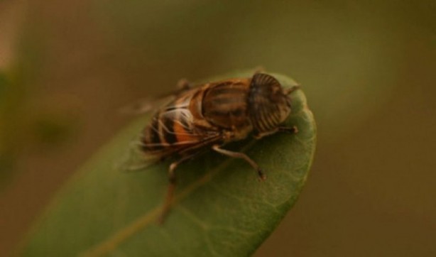Foto - Dünyanın en tehlikeli canlıları