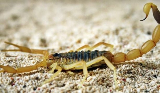 Foto - Dünyanın en tehlikeli canlıları