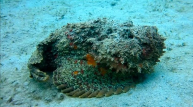 Foto - Dünyanın en tehlikeli canlıları