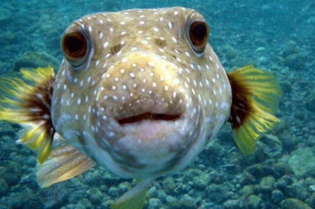Foto - Dünyanın en tehlikeli canlıları