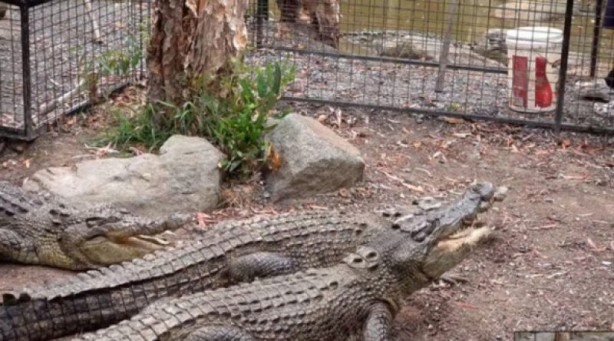 Foto - Dünyanın en tehlikeli canlıları