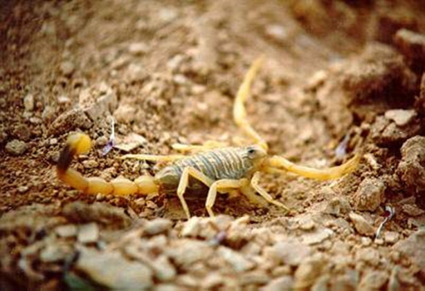 Foto - Dünyanın en tehlikeli canlıları! Ölüm saçıyorlar!
