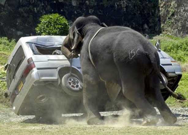 Foto - Dünyanın en tehlikeli canlıları! Ölüm saçıyorlar!