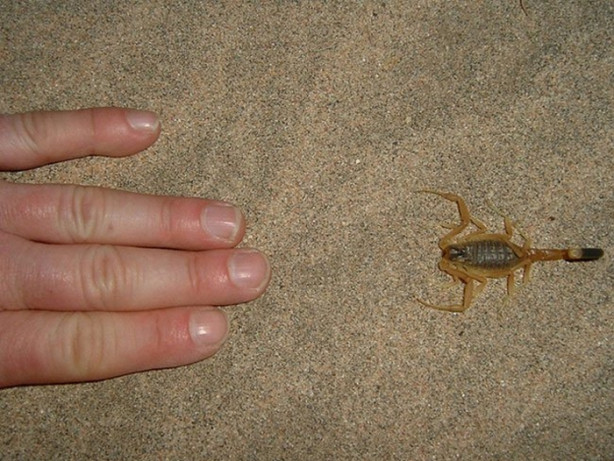 Foto - Dünyanın en tehlikeli canlıları! Ölüm saçıyorlar!