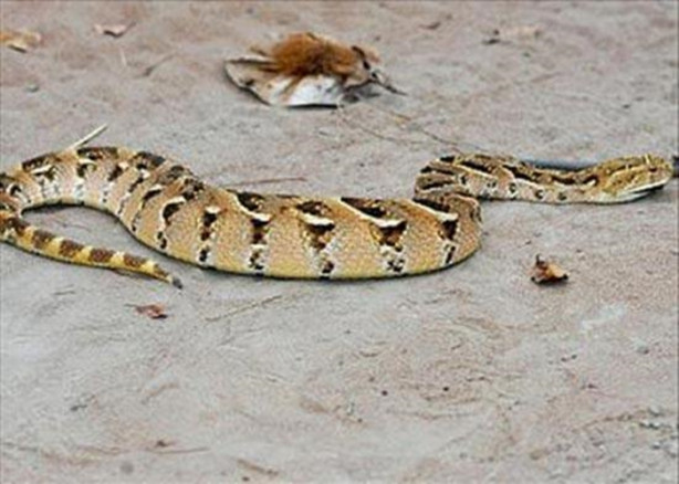 Foto - Dünyanın en tehlikeli canlıları! Ölüm saçıyorlar!